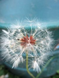 Close-up of dandelion on plant