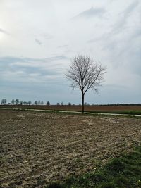 Bare tree on field against sky