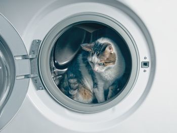 Cute tabby cat hiding in the was hing machine. 