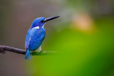 Close-up of bird perching on branch