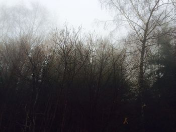 Low angle view of bare trees against sky