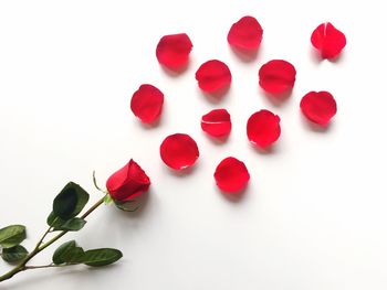 Close-up of red fruit over white background