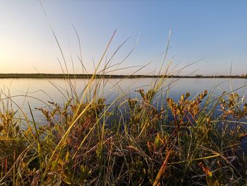 Grass growing on beach against sky during sunset