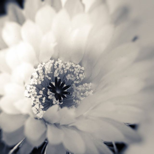 flower, petal, flower head, freshness, fragility, beauty in nature, growth, close-up, pollen, nature, single flower, blooming, stamen, white color, in bloom, selective focus, blossom, focus on foreground, plant, botany