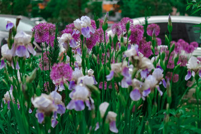 Close-up of purple flowering plants