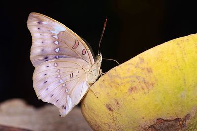 Close-up of butterfly on leaf