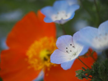 Close-up of flowers blooming outdoors