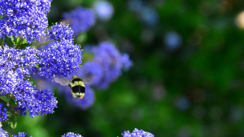 Close-up of purple flowers