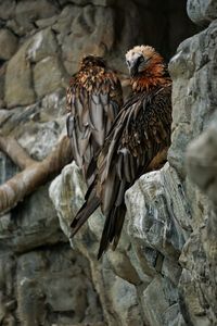 Close-up of owl perching on rock