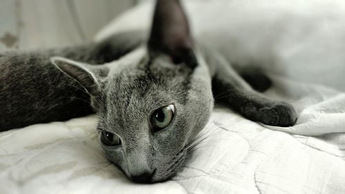 Close-up portrait of cat relaxing on bed