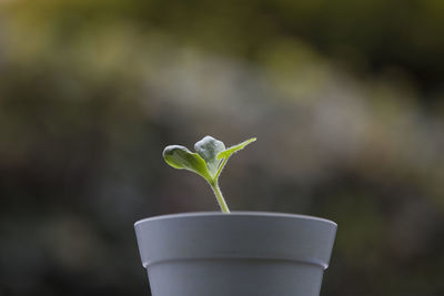 Close-up of green potted plant