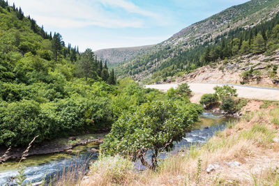 Scenic view of river amidst trees against sky