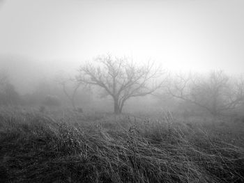 Bare trees on field in foggy weather