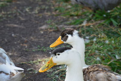 Close-up of white bird