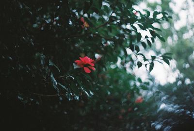 Close-up of red flowering plant