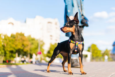 Dog looking away