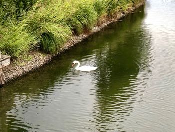 Swans swimming in lake