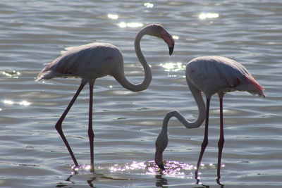 Birds in calm water