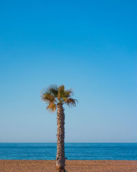 Palm tree by sea against clear blue sky