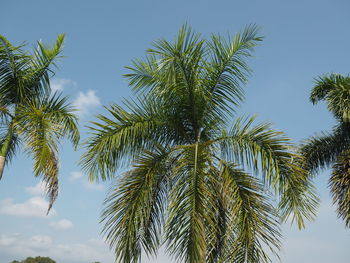 Low angle view of palm trees against blue sky