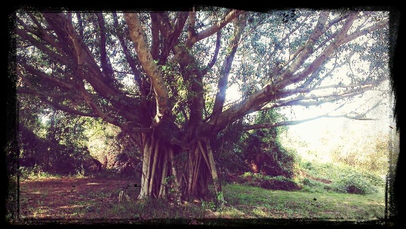 transfer print, tree, auto post production filter, tree trunk, tranquility, growth, branch, nature, tranquil scene, beauty in nature, scenics, forest, sky, bare tree, landscape, day, field, outdoors, no people, woodland