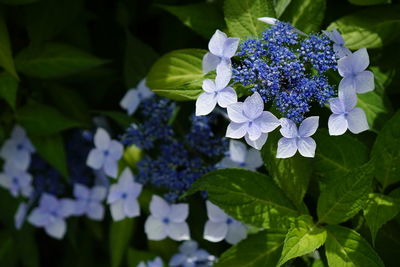 Close-up of purple flowers