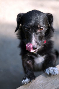 Portrait of black dog