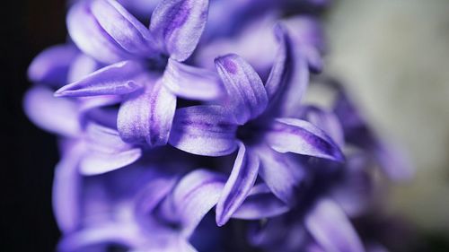 Close-up of purple flowers