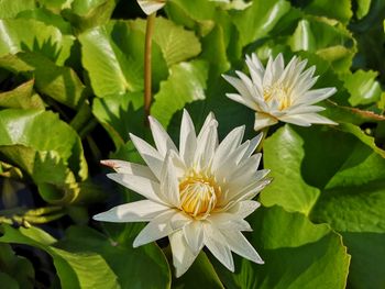 Close-up of white flowering plant