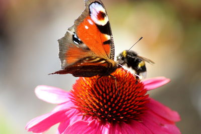 Close-up of butterfly pollinating on flower