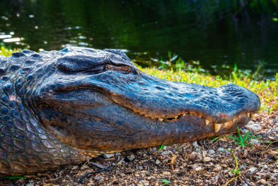 Close-up of crocodile