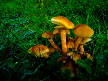 Close-up of mushroom growing on field