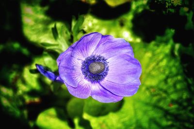 Close-up of purple flower blooming outdoors