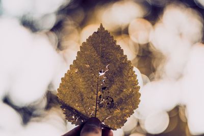 Cropped hand holding dry leaf against lens flare