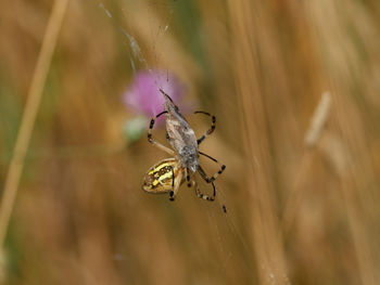 Garden spider, argiope trifasciata, hunting a butterfly, near almansa, spain.