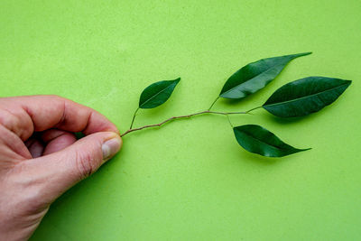 Close-up of hand holding leaf over green background