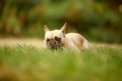 Portrait of a dog