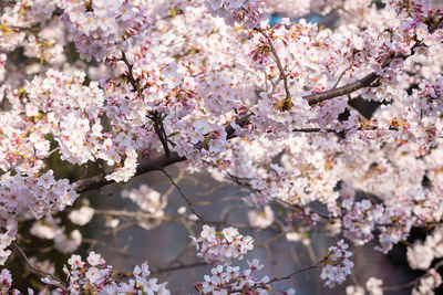 Low angle view of apple blossoms in spring