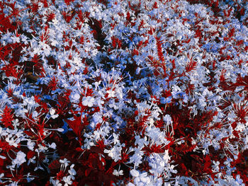 Full frame shot of red maple leaves on tree