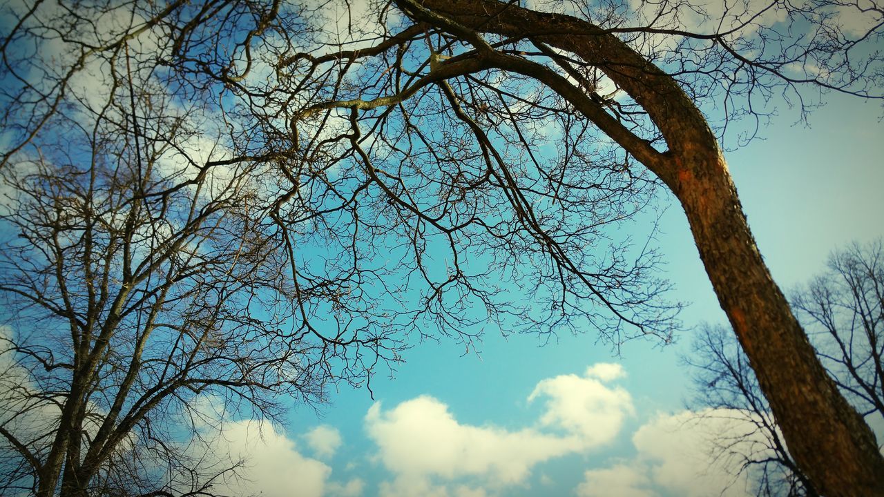 Branches and sky