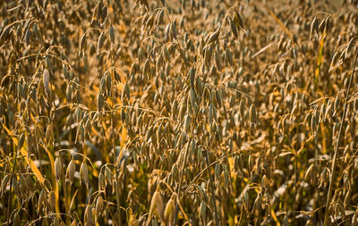 Close-up of wheat field