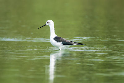 Bird in a lake