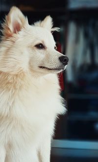 Close-up of dog looking away