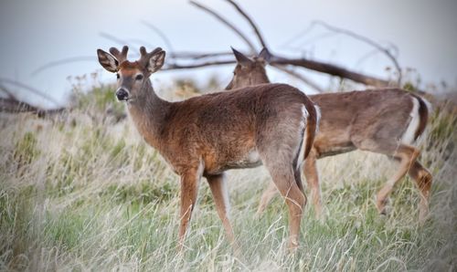 Portrait of deer standing on field