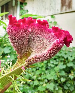 Close-up of pink flower on field