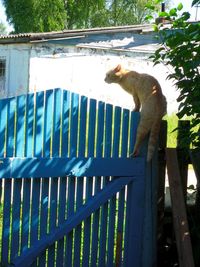 Close-up of cat on wooden railing