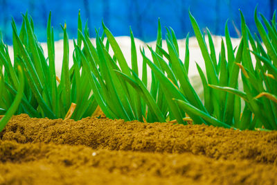 Plants growing on field