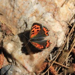 Close-up of butterfly on rock