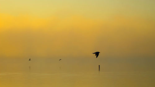 Birds flying in sky