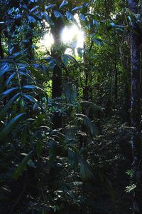 Trees in forest